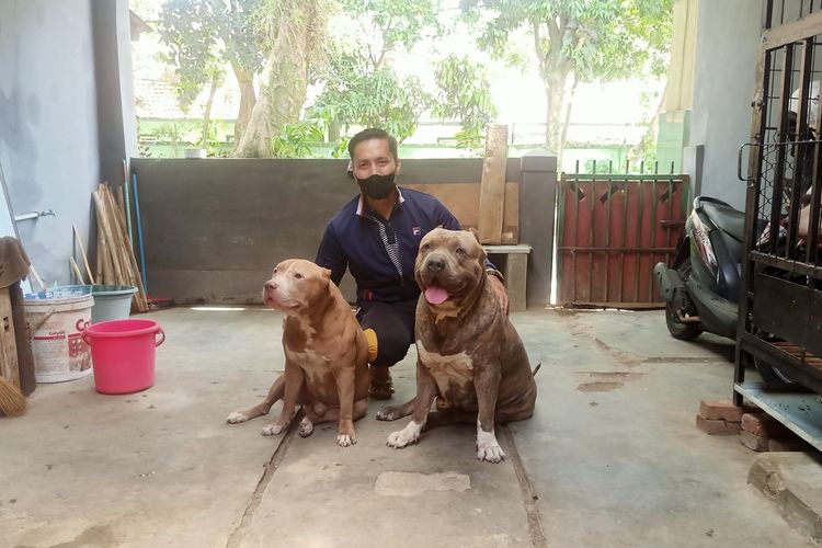 Anjing pitbull mcgregor (kanan) yang dipelihara Marlonov Joseph (36) dan Ayahnya Leo (63). Anjing jenis pitbull american style dengan ukuran XXL ini memiliki berat lebih dari 60 kilogram.