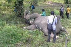 Ditemukan, Kabel Listrik di Belalai Gajah yang Mati Kena Setrum