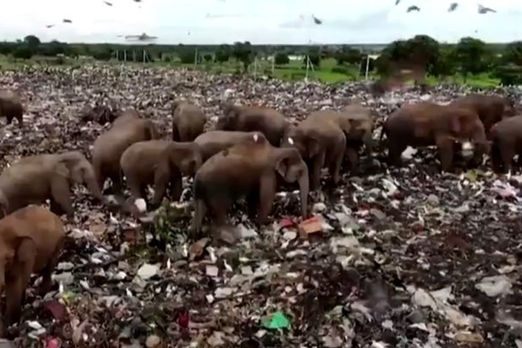 Gajah makan sampah plastik di Srilanka