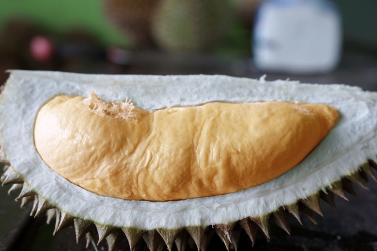Ilustrasi buah durian bawor.