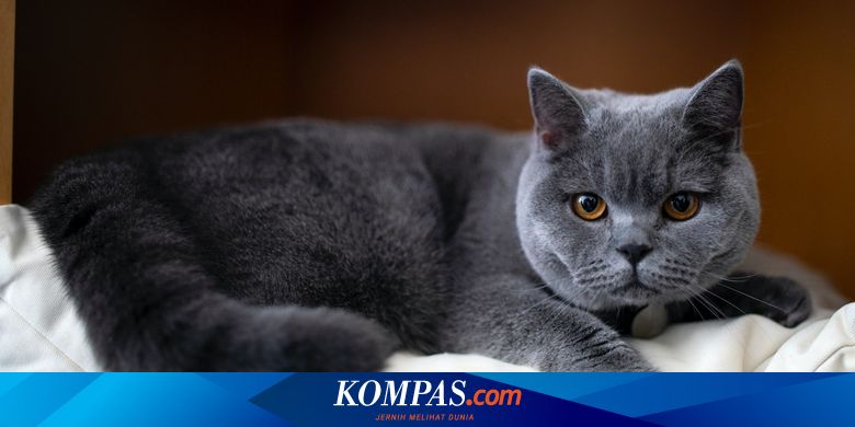 Kucing american british shorthair hot sale