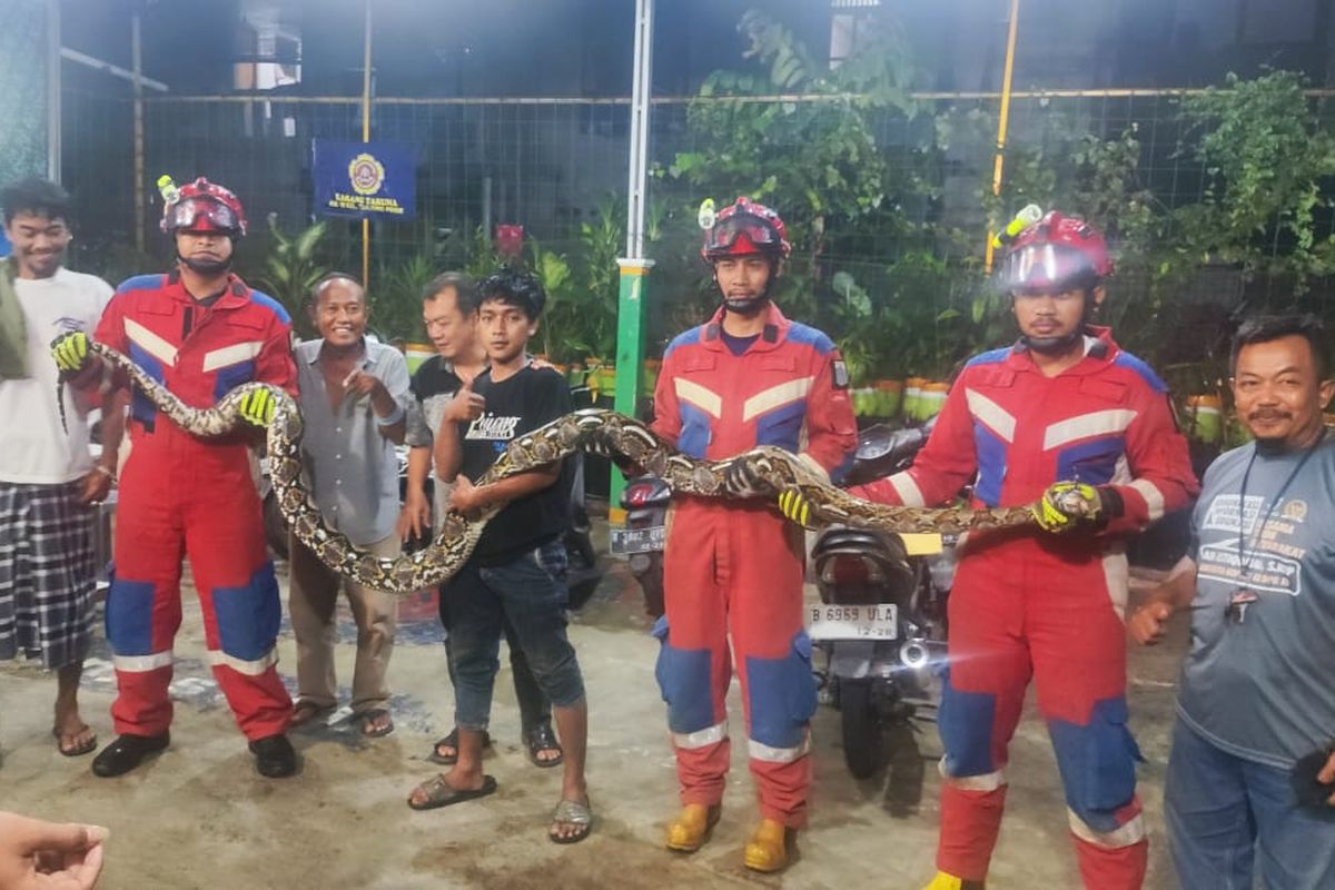 Damkar Tanjung Priok evakuasi ular sanca sepanjang 4 meter di pemukiman padat penduduk. Senin (25/3/2024).