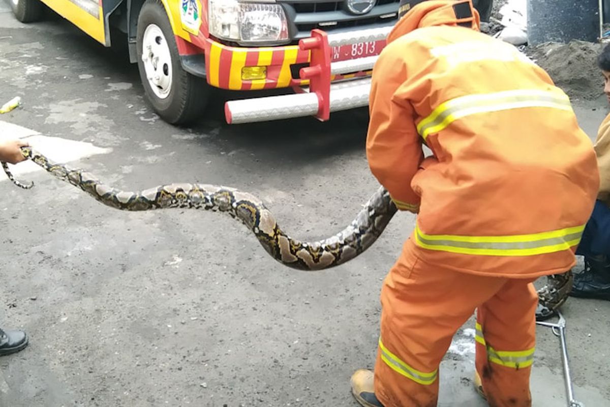 Petugas saat melakukan evakuasi ular piton dengan panjang sekitar 3 meter di depan rumah Dwi Laksono, Minggu (13/3/2022).