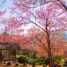 5 Wisata Populer di Chiang Mai Thailand, Salah Satunya Dipenuhi Sakura