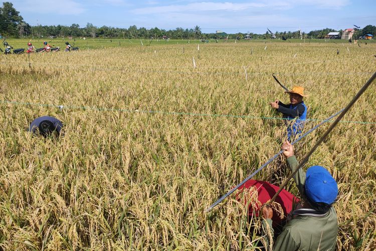 Sejumlah petani di Nunukan Kaltara mempersiapan panen