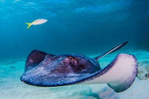 Cara Mengobati Sengatan Ikan Pari Saat Berada di Pantai