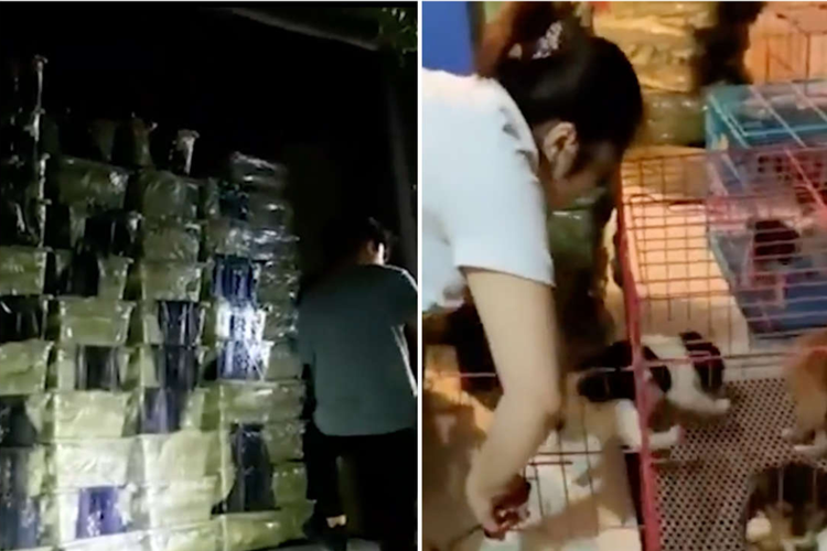 Pemandangan mengerikan 156 peti plastik yang ditumpuk setinggi beberapa meter di dua mobil truk, yang berisi kucing dan anjing yang ditinggalkan tanpa makanan atau air di dalam, di Chengdu China