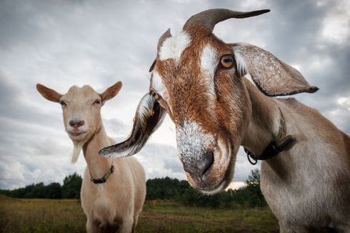 4 Perbedaan Kambing dan Domba