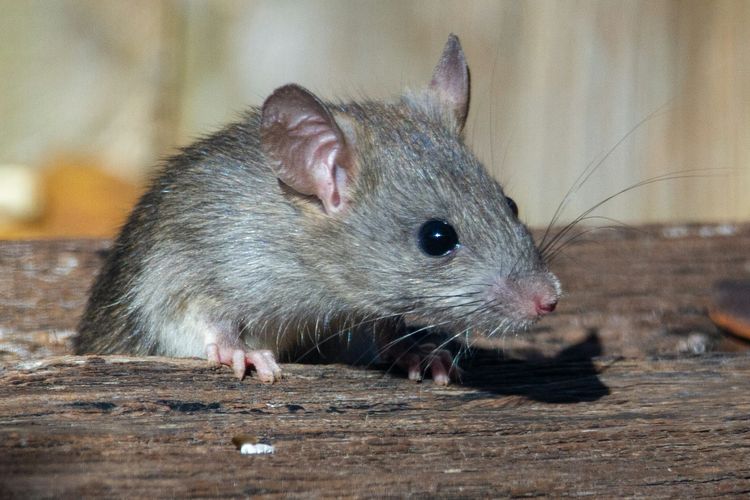 Tak Hanya Bikin Gambar, AI Kini Ikut Berburu Tikus