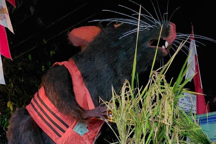 Awalnya Bukan Sindiran, Ternyata Ini Alasan Tikus Raksasa di Karnaval Karanganyar Berompi Oranye