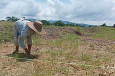 Derita Petani Simalungun Gagal Panen karena Hama Tikus dan Kekeringan