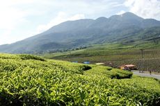 Singgah di Keindahan Kebun Teh Solok