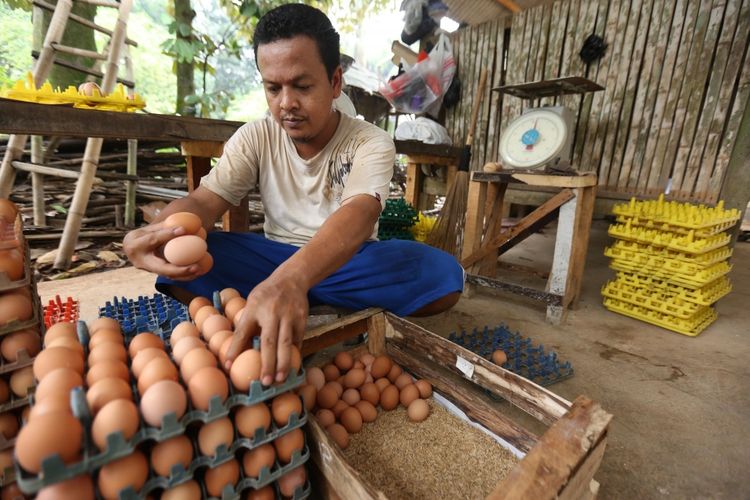 Rizal mengecek telur pecah sebelum dipasarkan di peternakan miliknya, Pengasinan, Bogor, Jawa Barat,  Kamis  (12/10/1017). 