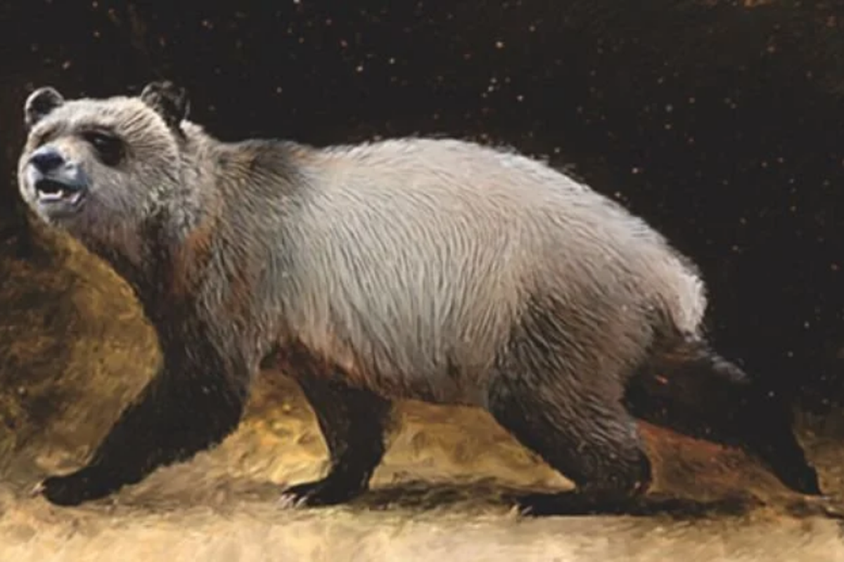 Rekonstruksi A. nikolovi spesies panda terakhir yang hidup di Eropa. Dari fosil yang ditemukan, disebut bahwa spesies ini merupakan panda raksasa yang pernah hidup di Benua Biru. 
