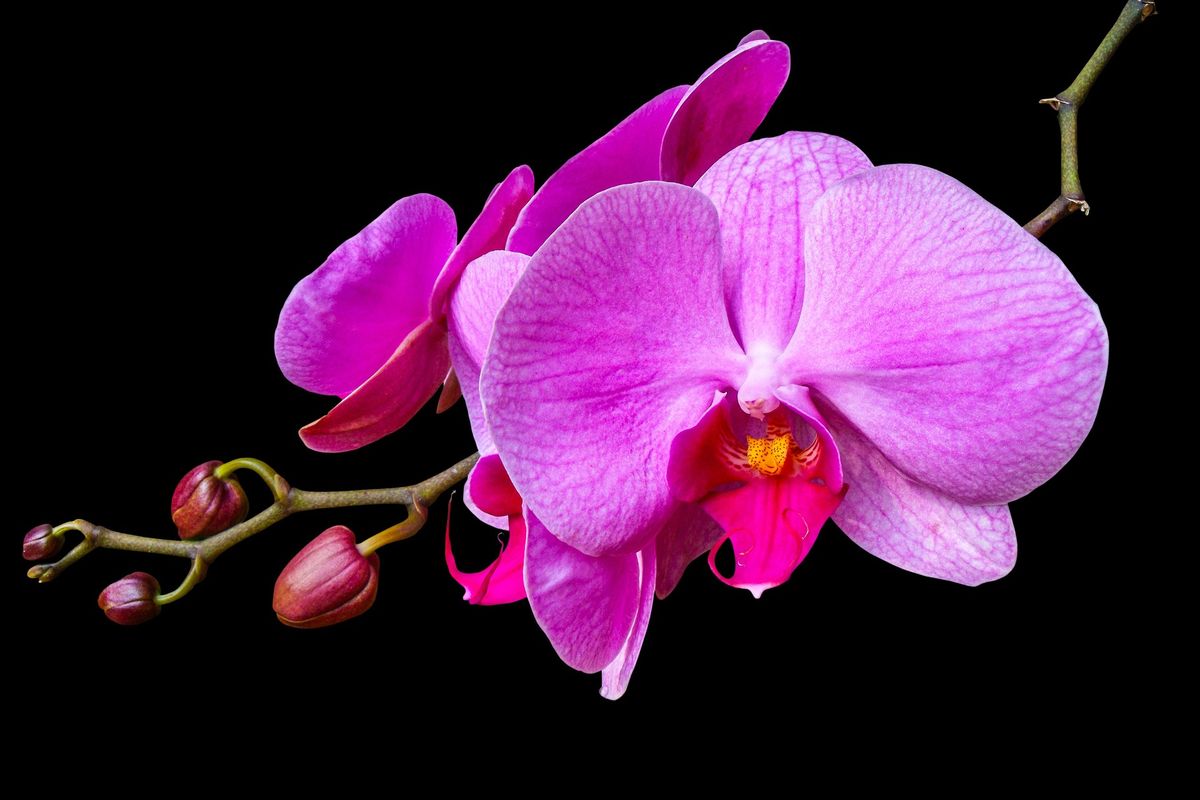 Ilustrasi anggrek, bunga anggrek.