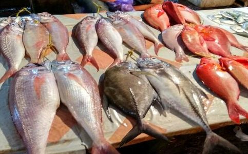 Indonesia to Develop Fisheries Centers With Funds From Japanese Grant