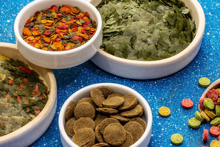 Ilustrasi beragam jenis makanan ikan. 