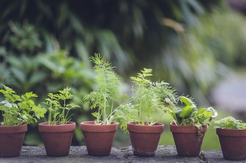 Panduan Perawatan Tanaman di Dalam Pot pada Musim Hujan