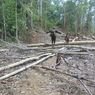Cerita Perambah Hutan di Bengkulu, Berkebun Sawit Raih Puluhan Juta hingga Miliaran Rupiah Tiap Bulan