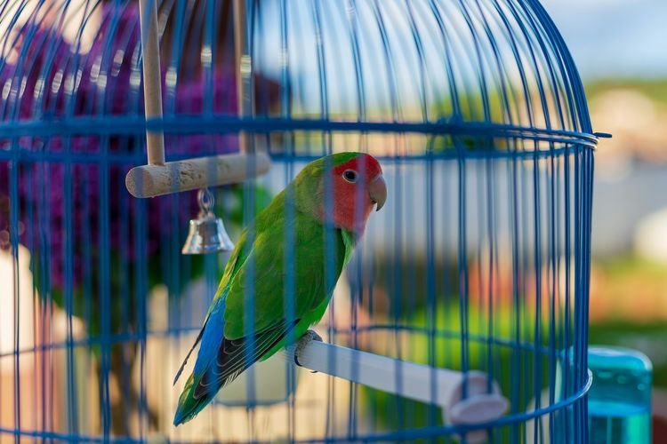 Jangan Sembarangan! Ini 7 Makanan Beracun yang Bisa Bikin Burung Mati