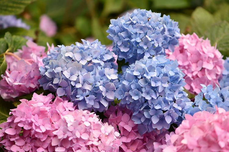 Ilustrasi bunga hydrangea.