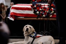 Sully, Anjing Mendiang Presiden George HW Bush Kini Punya Tugas Baru, Apa Itu?