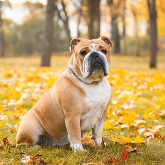 Ilustrasi anjing English bulldog.