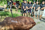 Teka-teki Sosok 'TIW' di Balik Sapi Kurban 1,1 Ton untuk Warga Sleman, Takmir: Rahasia