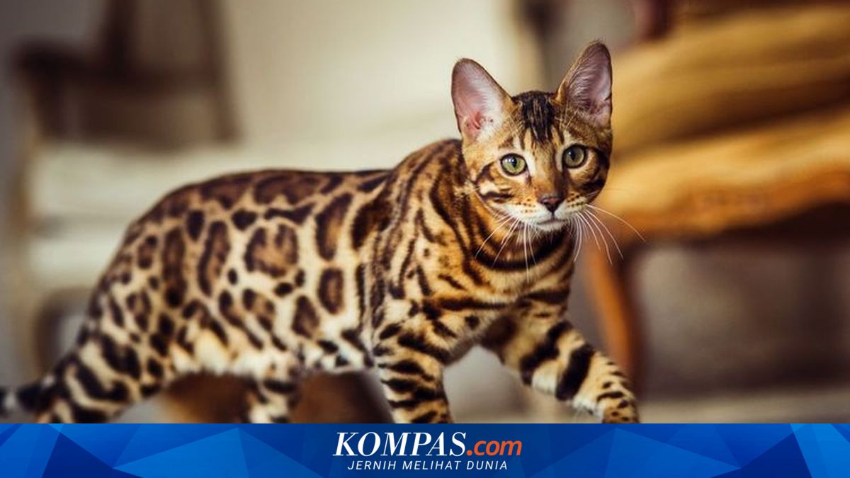 6 Ras Kucing Terpopuler 2026, Cocok untuk Dipelihara