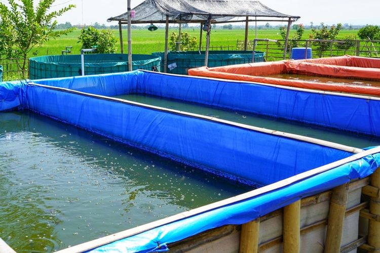Ilustrasi budidaya ikan lele, kolam ikan lele.