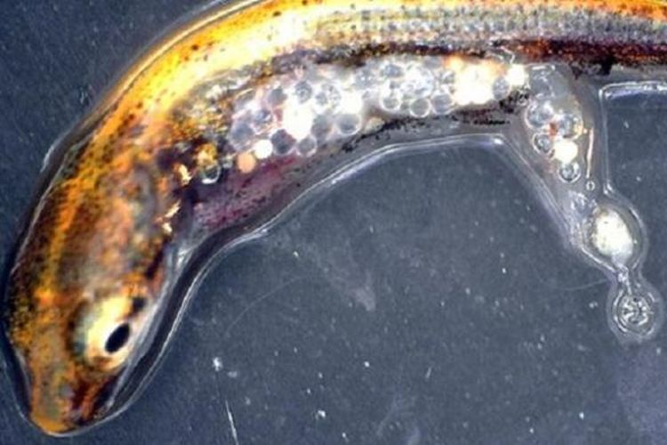 Ikan tombak dengan akumulasi mikroplastik yang didapatkan dari ikan perch, makanannya.