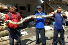 Peliharaannya Bahayakan Keselamatan, Warga Blitar Serahkan Ular Piton 6 Meter ke Damkar