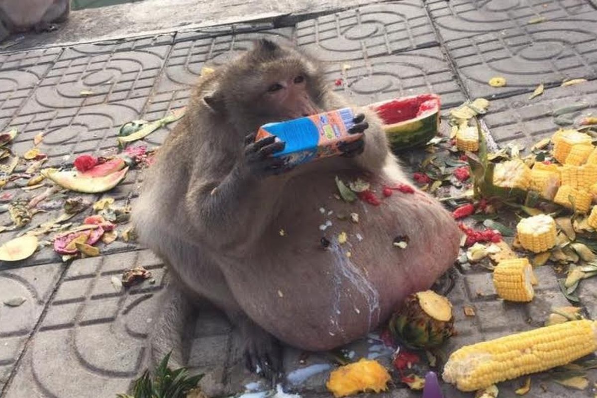 Paman Gembul, monyet obesitas di Thailand