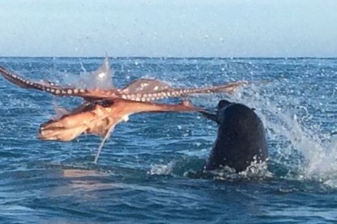 Terekam Kamera, Anjing Laut Bertarung Melawan Gurita