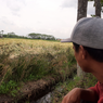 Padi Roboh Diterjang Angin Kencang, Petani di Lumajang Terancam Merugi