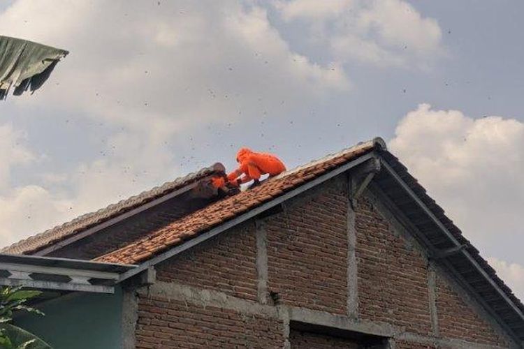 Diserbu Tawon Vespa, Pria di Kudus Meninggal, Korban Pingsan dan Demam Usai Disengat