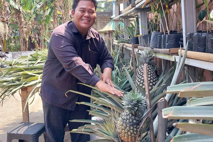 Kisah Jamaludin Bikin Kampung Nanas Jumbo di Sleman, Manfaatkan Galon Bekas Jadi Media Tanam