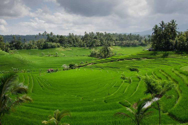 Target 2029 Terpenuhi Lebih Cepat, Nusron Desak Pemda Amankan Sawah Abadi 