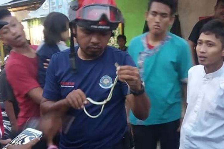 Yudha Wijaya petugas damkar Kota Pekalongan Jawa Tengah usai evakuasi ular tambang dari sebuah sepeda motor.