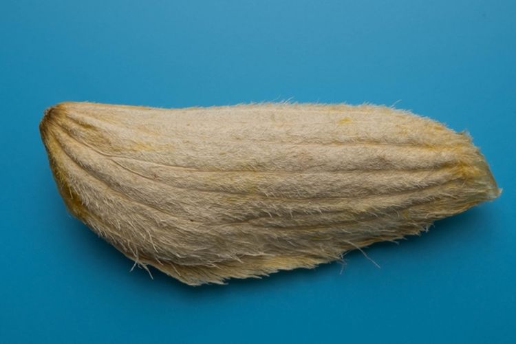 ilustrasi biji mangga. 