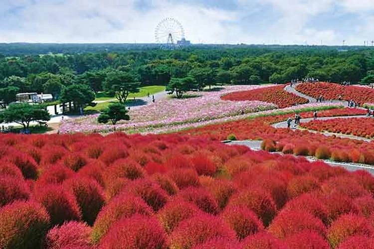 Pemandangan di daerah Ibaraki, Jepang, yaitu hamparan tumbuhan Kokia (Kochia Schoparia) yang berbentuk seperti bulatan dan berwarna merah di Hitachi Seaside Park.  

