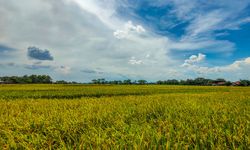 Di Tengah Pandemi Covid-19, Produksi Beras Ogan Komering Ilir Surplus