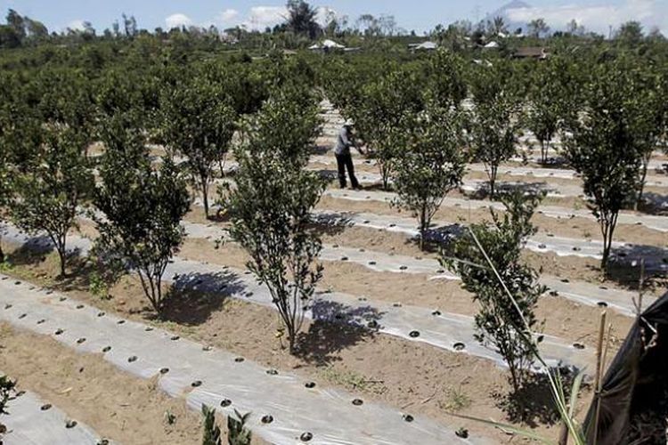 Lahan pertanian tumpang sari jeruk di Kintamani, Kabupaten Bangli, Bali, dengan latar belakang Gunung Agung.