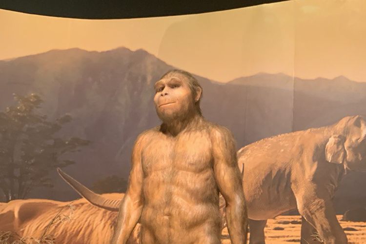 Pameran 130 Tahun Pithecanthropus Erectus Digelar di Museum Nasional