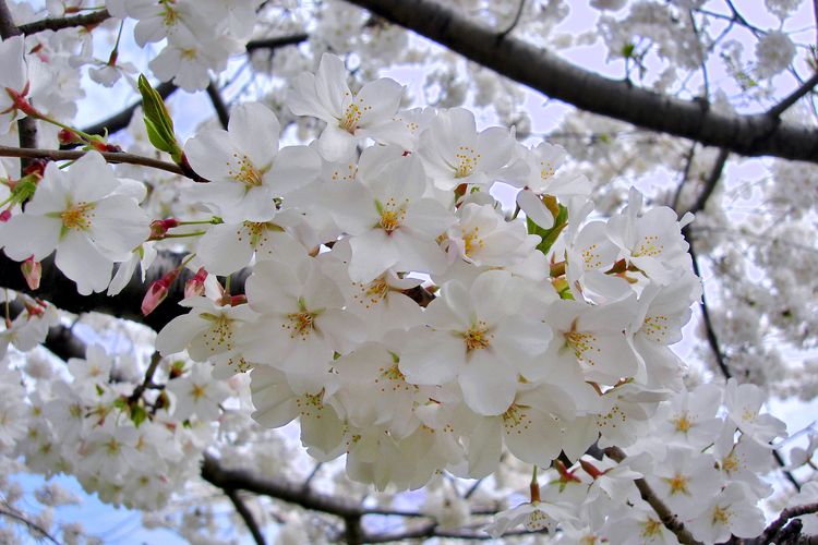 Ilustrasi bunga sakura di Jepang varietas somei yoshino.