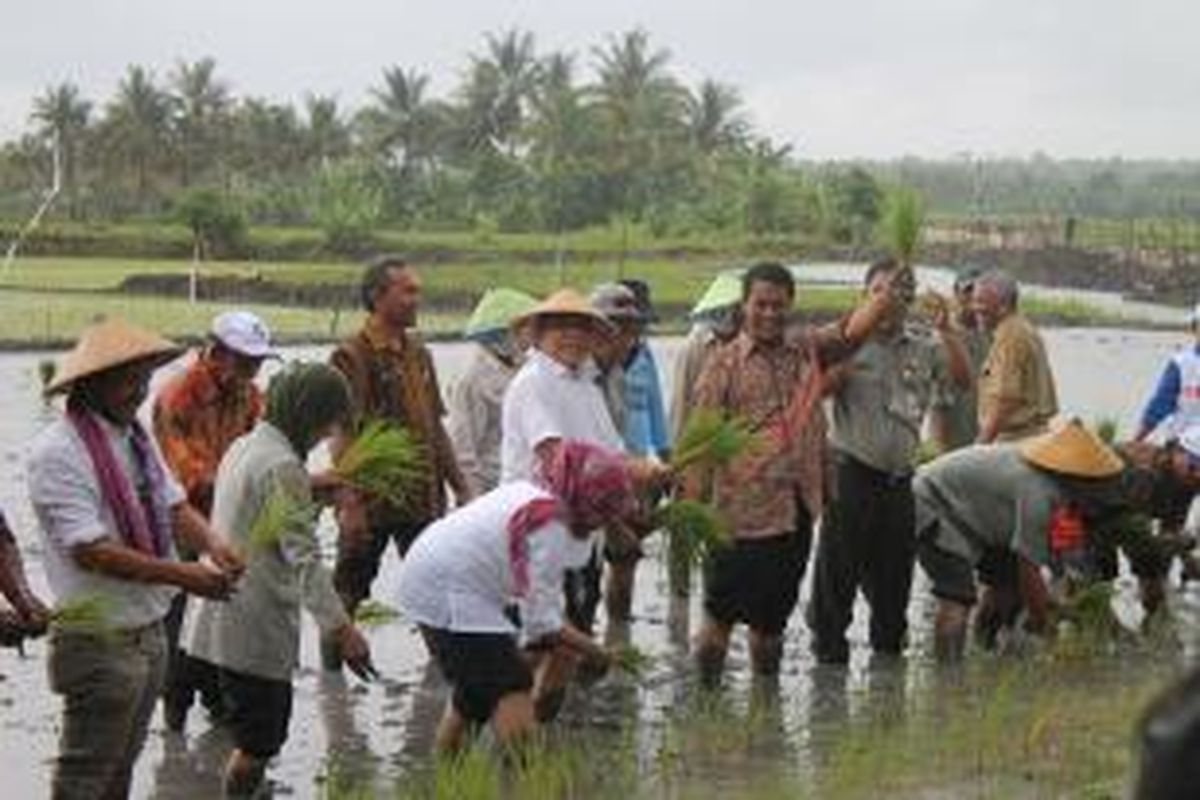 Menteri Pertanian Andi Amran Sulaiman(mengenakan batik sambil mengangkat tangan kiri dan memegang padi) saat melakukan tanam padi bersama sejumlah pejabat di Provinsi NTT, Kamis (5/2/2015)