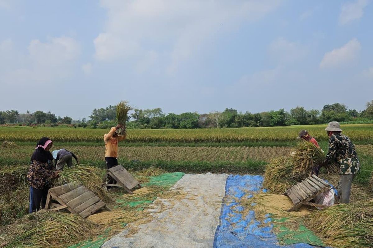 Ilustrasi petani tengah menggelar panen padi.