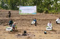 PLN dan Kementan Tanami Lahan Tandus Brebes dengan Tanaman Energi dan Pangan