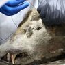 Seperti Apa Beruang Prasejarah yang Ditemukan di Permafrost Siberia?