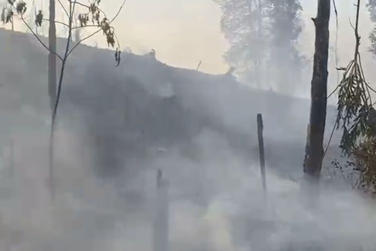 Karhutla Hanguskan 2 Hektare Lahan di Tahura Bukit Soeharto, Petugas Terkendala Sumber Air